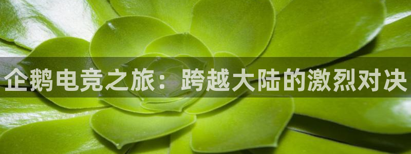 南宫电竞网：企鹅电竞之旅：跨越大陆的激烈对决
